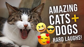 01 Hour of Cats and Dogs Hilarious Moments