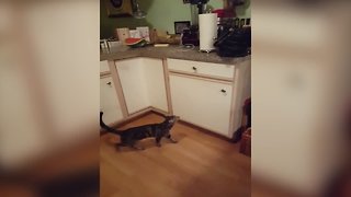 Crafty Cat Opens Cabinet To Get What He Needs