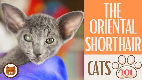 🐱 Cats 101 🐱 ORIENTAL SHORTHAIR CAT - Top Cat Facts about the ORIENTAL S