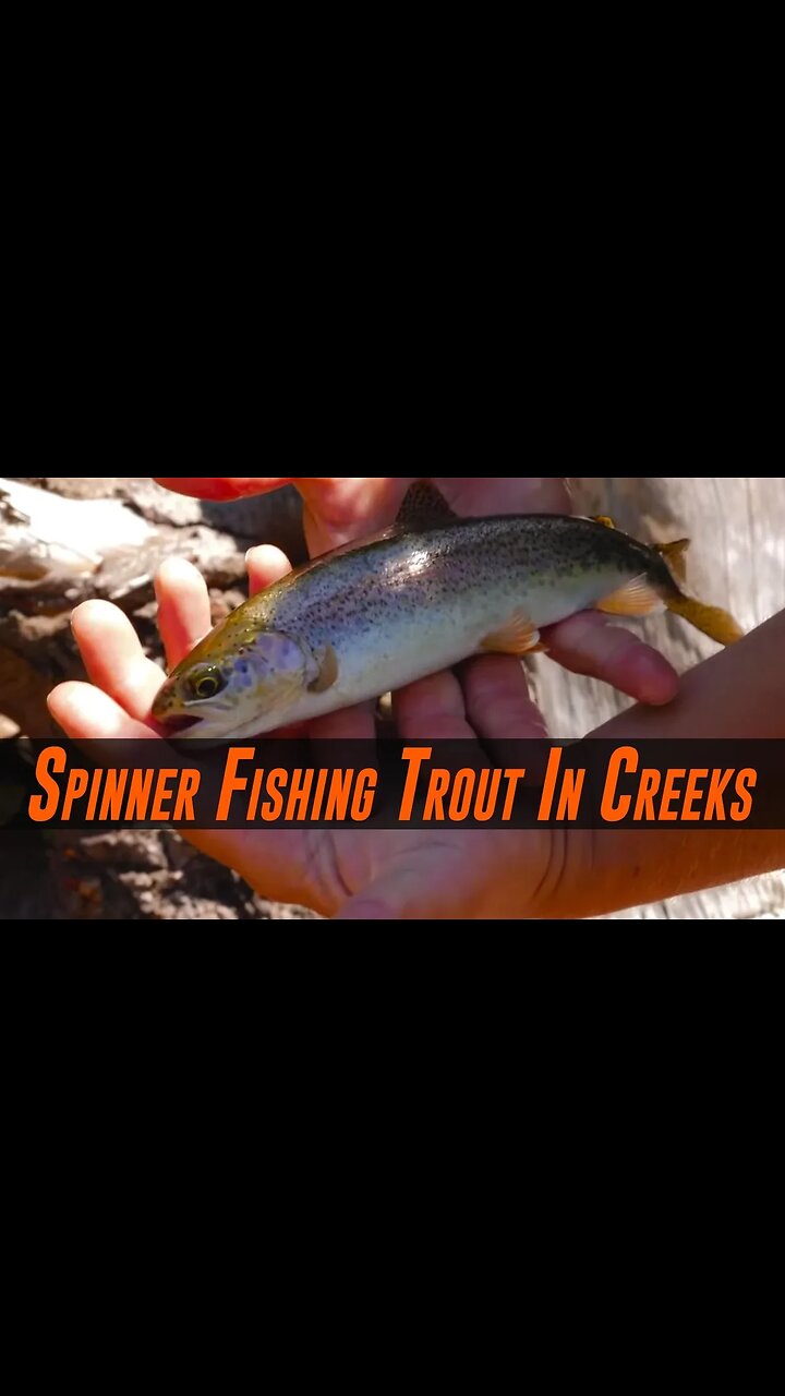 TROUT Fishing Spinners In Creeks & Rivers