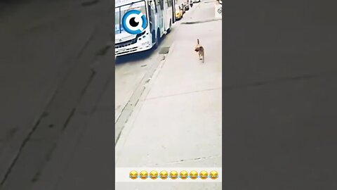 Cachorro Sorrateiro Pega Transporte Público De Graça 😜 | Por memessoubrasileiro