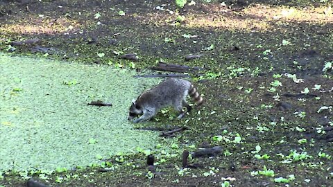 Raccoon Fishing At Corkscrew Swamp Sanctuary