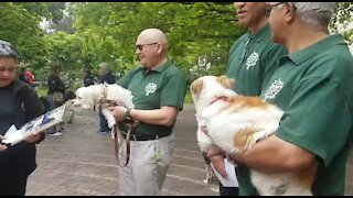 SOUTH AFRICA - Cape Town - The Blessing of the Animals(video) (J3G)