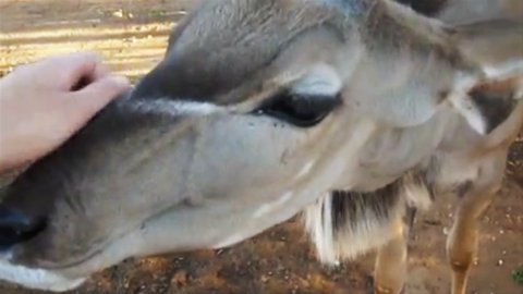Sweet young rescued kudu gives kisses to human friend