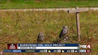 Marco Island residents could get paid to allow burrowing owls in their yard