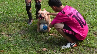 The dog acts as a striker