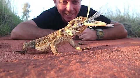 Bearded Dragon VS Fat Grasshopper! #beardeddragon #dragons #dragon #lizards #reptiles #grasshopper