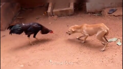 Chicken 🐔 Vs Dogs and Goats | Chicken 🐓 & Animals Fights | Funny Animals and Birds | Cutest Pets