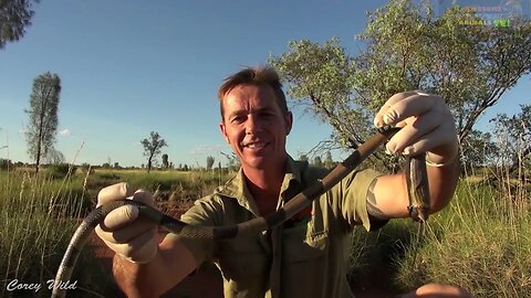 Australia's MOST DANGEROUS SNAKE! 😱🐍🔥 #venomous #snakes #herping