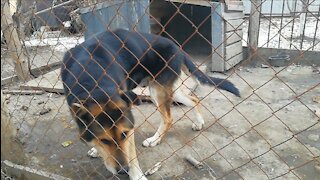 My dog gets nervous when he senses a wolf ...