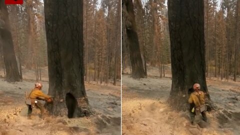 100-Years-Old Tree Cutting