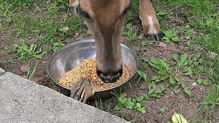 Deer and chipmunk incredibly share meal together