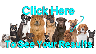 Take Our Quiz: What Dog Breed Would You Be? Poodle