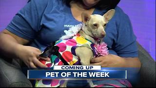 Meet our 23ABC Pet of the Week, Ella!