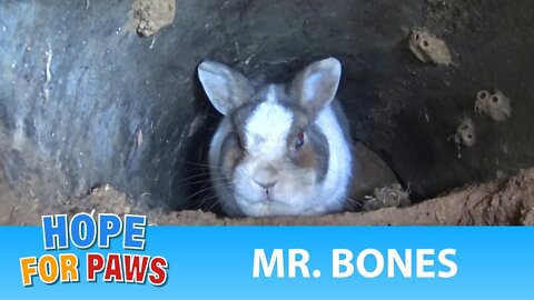A rescue at the cemetery reveals a beautiful bunny under a grave.
