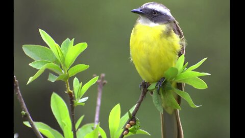 canto bentevizinho de penacho vermelho