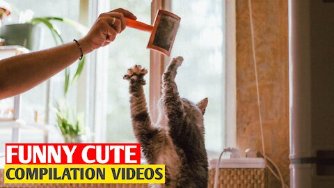 Top Funny Cat And Dog Videos of The Weekly - TRY NOT TO LAUGH