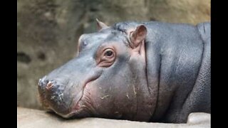 Conheça o incrível mundo dos hipopótamos