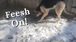 Gerberian Shepsky Gets Revenge #shorts