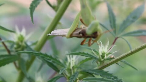 T Bird And Reds Pt 1 Praying Mantis VS Grasshopper