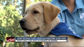 USF St. Petersburg Puppy Club students are training dogs for veterans and the visually-impaired