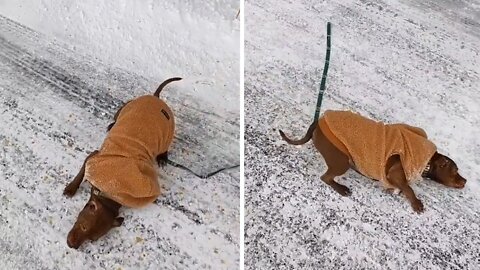 Quirky dog hilariously rubs his face in the snow