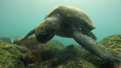 Professional diver captures stunning encounters with Galapagos green turtles