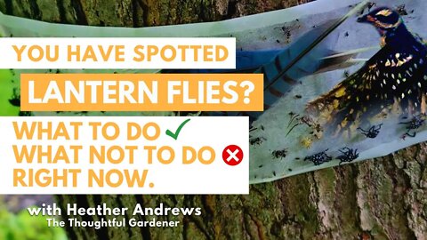 You have SPOTTED Lantern Flies? What to DO and NOT TO DO right NOW