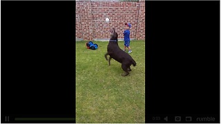 Playful Dog Intercepts Little Boy's Baseball Pitch