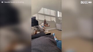 Hund bliver gal, når nogen nyser