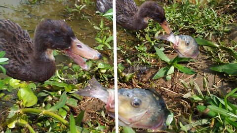 Unique hunting style in pondside. Bird VS underground fish. Amazing hunting bird.