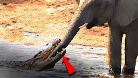 LION VS CROCODILE / Elephant vs Crocodile Fight