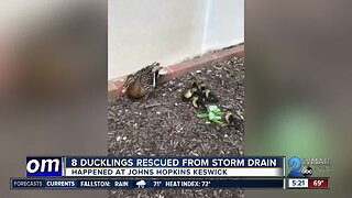 Baby ducklings saved from sewer near Johns Hopkins