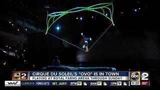 Cirque du Soleil's OVO show is in town