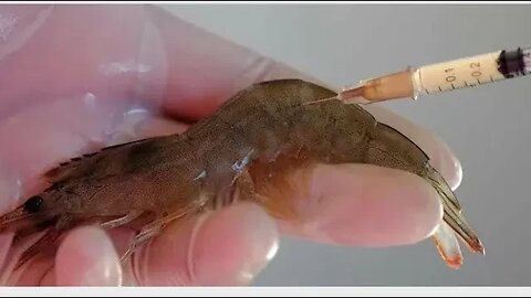 MRNA Vaccines For Commercialized Shrimp Are On The Way