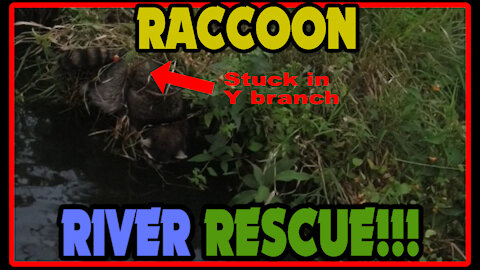 Raccoon River Rescue
