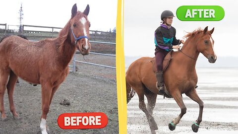 9 Years With My Rescue Horse: Problem Horse to Beginner Safe