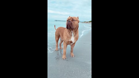 Massive Pit Bull enjoying the beach life 🦁🏝☀️