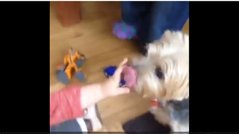 Dog Licking Baby’s Hand Sends Tot Into Fits Of Laughter