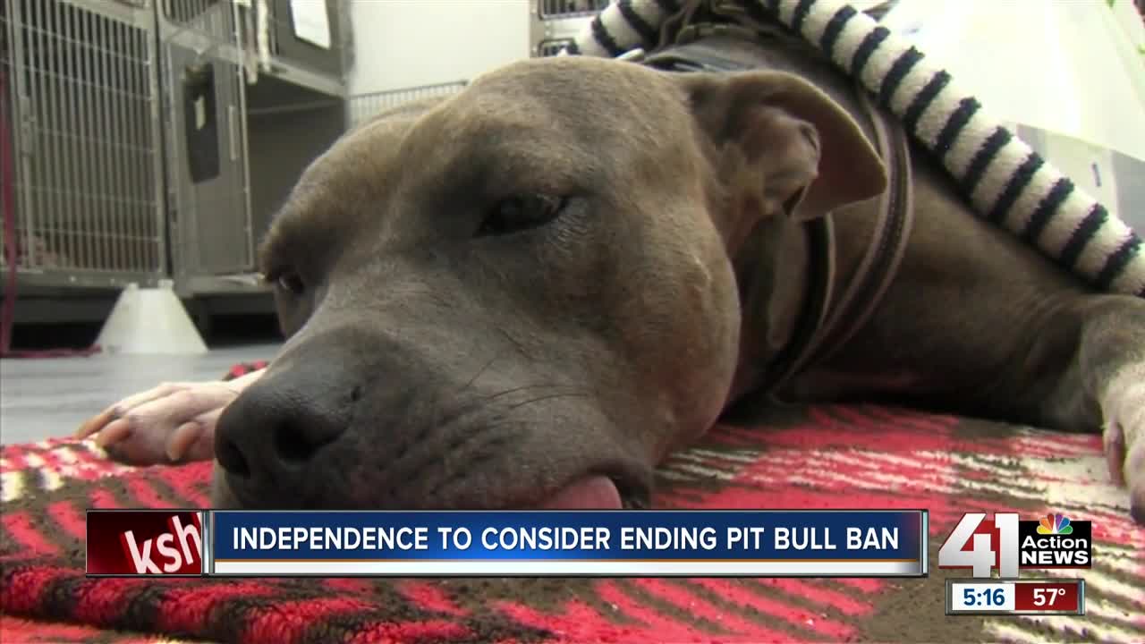 Independence to consider lifting pit bull ban