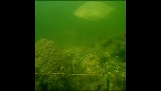 time lapse underwater