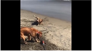 You'll never be as happy as these dogs are at the beach!