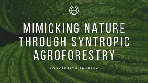 Mimicking Nature through Syntropic Agroforestry