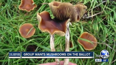 After pot's success, could Denver legalize mushrooms next?