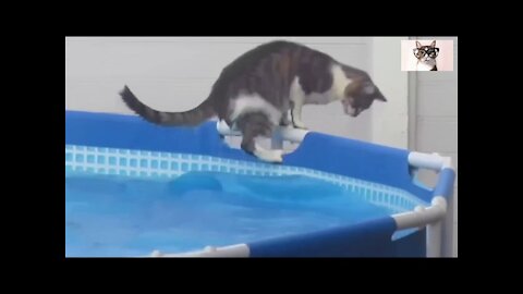 Vídeos graciosos de gatos...... gatos al agua!!!!