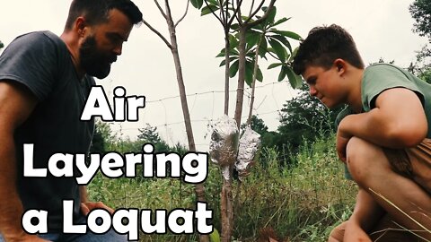 Air Layering a Loquat// Tree Talk!