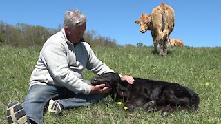 Trusting mother cow drops off newborn calf with the babysitter