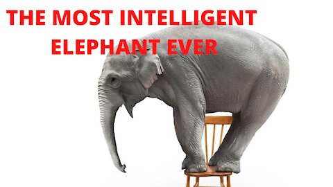 Is this the most intelligent Elephant ever?