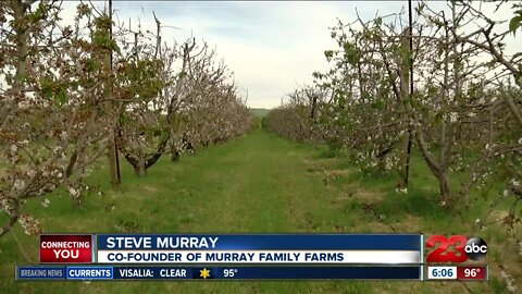 Murray Family Farms during Pandemic