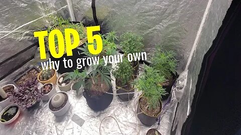 Five reasons why you should grow your own cannabis